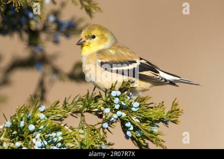 Amerikanischer Goldfink (Carduelis tristis), männlich, winterfest, hoch oben auf roter Zeder (U.) S. A. Winter Stockfoto