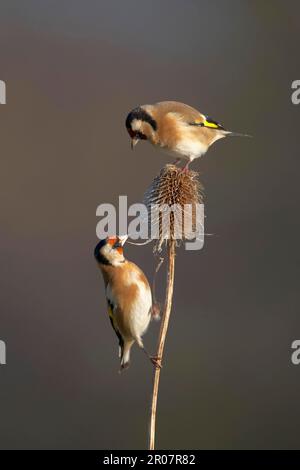 European Goldfinch (Carduelis carduelis) zwei Erwachsene, die sich von frostbedeckten Teesel-Seedhead, Shropshire, England, Vereinigtes Königreich, ernähren Stockfoto