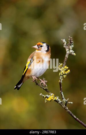 Junger europäischer Goldfink (Carduelis carduelis), der sich in das Gefieder eines Erwachsenen stemmt und auf einem Zweig in Warwickshire, England, Vereinigtes Königreich sitzt Stockfoto