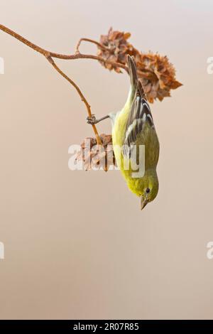 Amerikanischer Goldfink (Carduelis tristis), weiblich, ernähren sich von Samen von Samenköpfen, Bosque del Apache National Wildlife Refuge, New Mexico (U.) S.A. Stockfoto