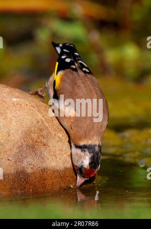 Europäischer Goldfink (Carduelis carduelis), Erwachsener, trinkt aus einem Teich, lehnt sich über Felsen, Norfolk, England, Vereinigtes Königreich Stockfoto