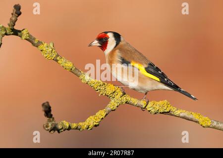 Europäischer Goldfink (Carduelis carduelis), Erwachsener, hoch oben auf dem Zweig, Norfolk, England, Vereinigtes Königreich Stockfoto