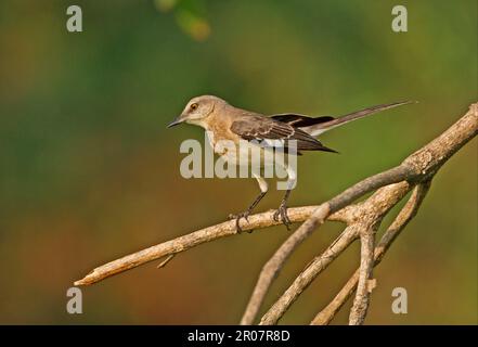 Nördlicher Spottvogel (Mimus polyglottos orpheus) unreif, hoch oben auf dem Ast, Hope Gardens, Jamaika Stockfoto