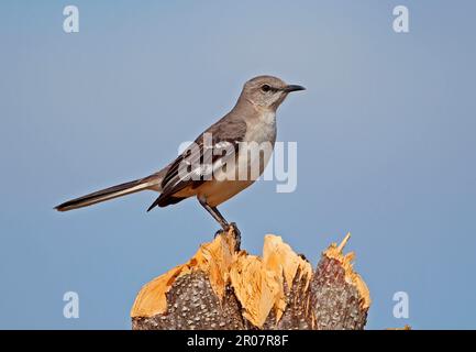 Nördlicher Spottvogel (Mimus polyglottos orpheus), ausgewachsen, hoch oben auf Baumstumpf, La Belen, Provinz Camaguey, Kuba Stockfoto