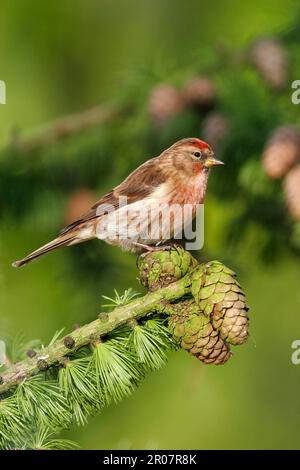 Gemeine Rotpoll, Gemeine Rotpolls (Carduelis flammea) Singvögel, Tiere, Vögel, Finken, Gemeine Rotpoll männlich auf grüner Lärche, Süden Stockfoto