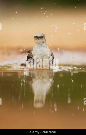 Northern Mockingbird (Mimus polyglottos), Erwachsener, Baden im Pool, South Texas (U.) S.A. Stockfoto