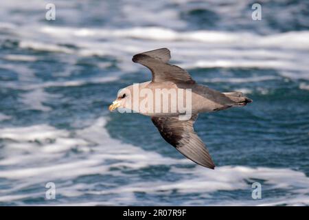 Northern Fulmar (Fulmarus glacialis rodgersii), mittelmorph, Erwachsener, im Flug über das Meer, in der Nähe der Halbinsel Kamchatka, Region Kamchatka, russische FAR Stockfoto