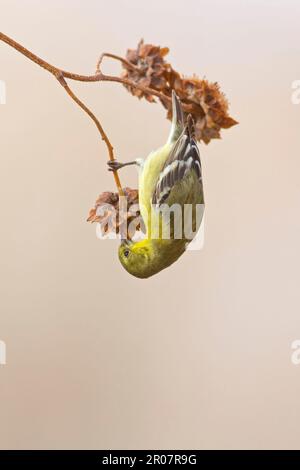 Amerikanischer Goldfink (Carduelis tristis), weiblich, ernähren sich von Samen von Samenköpfen, Bosque del Apache National Wildlife Refuge, New Mexico (U.) S.A. Stockfoto