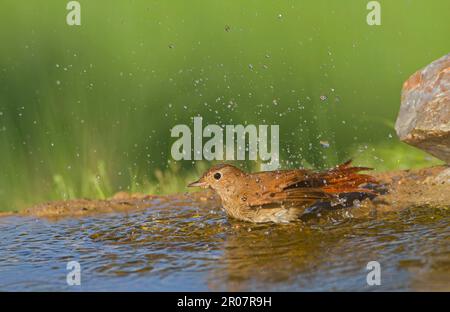 Gemeinsamen Nachtigall (Luscinia Megarhynchos) Erwachsenen, Baden im Pool, Spanien Stockfoto