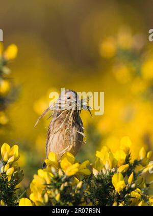 Acanthis Cannabina, Blutlinnet, Linnet, Blutlinnets (Carduelis Cannabina), Linnets, Singvögel, Tiere, Vögel, Finken, eurasischer Linnet Erwachsener Stockfoto