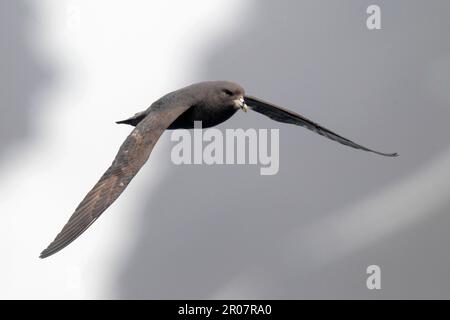 Northern Fulmar (Fulmarus glacialis rodgersii), dunkler Morph, Erwachsener, im Flug über das Meer, in der Nähe der Beringinsel, der Kommandoinseln, des Beringmeers Stockfoto