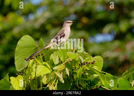 Northern Mockingbird (Mimus polyglottos), Erwachsener, hoch oben im Fruchtbusch, Linstead, Jamaika Stockfoto