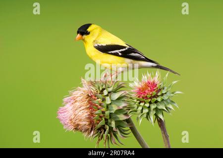 Amerikanischer Goldfink (Carduelis tristis), männlich, Zuchthupfer, hoch oben auf der Distel (U.) S. A. Stockfoto