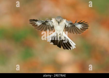 Northern Mockingbird (Mimus polyglottos), Erwachsener, in Flight (U.) S.A. Stockfoto