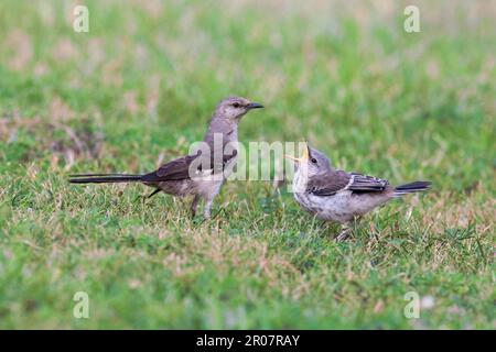 Northern Mockingbird (Mimus polyglottos), Erwachsener, mit bettelnden Jungtieren, auf Gras (U.) S. A. Stockfoto