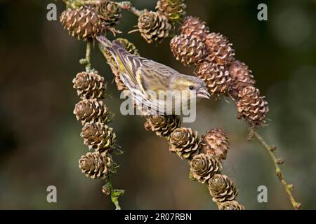 Siskin, eurasische Siskins (Spinus spinus), Siskin, Siskins, Singvögel, Tiere, Vögel, Finken, weibliche Eurasische Siskin, die sich von Saatgut ernähren Stockfoto