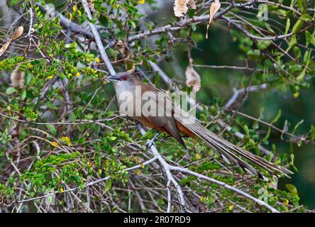 Eidechsenkuckuck, Eidechsenkuckuck, Tiere, Vögel, Kuckuckuckvögel, Großer Eidechsenkuckuck (Saurothera merlini merlini), Erwachsener, mit Insektenbeute im Schnabel Stockfoto