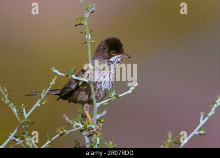 Zypernkriecher (Sylvia melanothorax), Singvögel, Tiere, Vögel Stockfoto