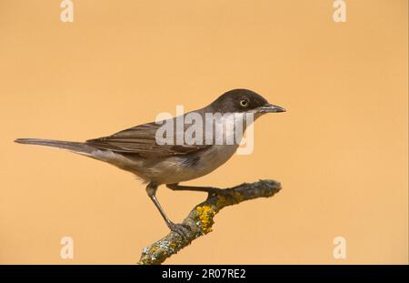 westliche orphean-Krieger (Sylvia hortensis), Orphean-Krieger, Singvögel, Tiere, Vögel, Orphean Warbler, männlich, hoch oben auf dem Zweig, Spanien Stockfoto