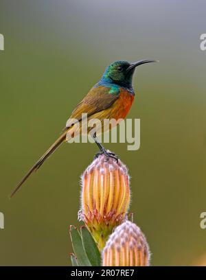 Orangenbrust-Sonnenvogel (Anthobaphes violacea), männlich, hoch oben auf protea-Blume, Rooi-Els, Provinz Westkap, Südafrika Stockfoto