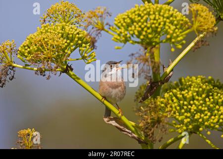 Brillengurtelmischer, Singvögel, Tiere, Vögel, männlicher Erwachsener mit Spectacled Warbler (Sylvia conspicillata orbitalis), singend, auf der Pflanze stehend Stockfoto