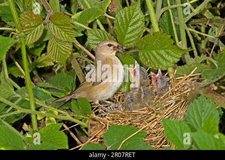 Gartenstampfer, Gartenstampfer (Sylvia Borin), Singvögel, Tiere, Vogelstampfer ausgewachsen, Insektenfresser im Schnabel, Jungfütterung im Nest, England, United Stockfoto