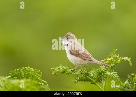 Weißer Hals (Sylvia communis), männlich, singend, hoch oben auf Bracken, Pembrokeshire, Wales, Vereinigtes Königreich Stockfoto