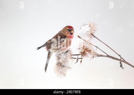 Little Little Red Poll (Carduelis Cabaret), ausgewachsener Mann, Fütterung von Ragwurzeln in Snow, Warwickshire, England, Vereinigtes Königreich Stockfoto