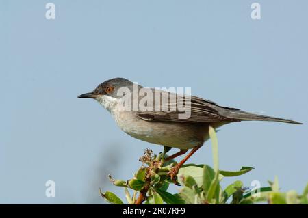 Ruppell's Warbler (Sylvia rueppelli), weiblich, hoch oben im Busch, Lesvos, Griechenland Stockfoto