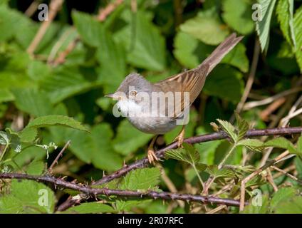 Weißer Hals (Sylvia communis), männlicher Erwachsener, der aus dem Bromble-Bett aufwacht, England, Vereinigtes Königreich Stockfoto