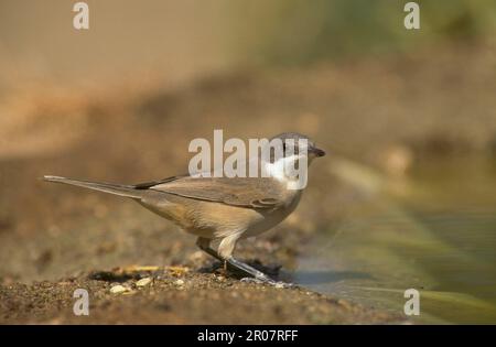 Westliche orphean-Krieger (Sylvia hortensis), Orphean-Krieger, Singvögel, Tiere, Vögel, Orphean Warbler im Wasser Stockfoto