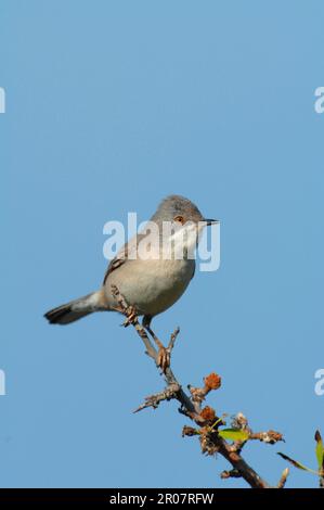 Ruppell's Warbler (Sylvia rueppelli), Erwachsene Frau, wachsam, hoch oben auf dem Zweig, Lesvos, Griechenland Stockfoto