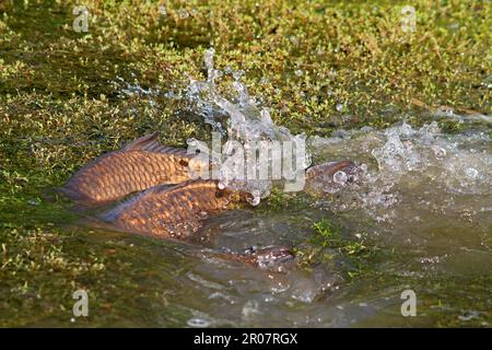 Adulte adulte Karpfen (Cyprinus carpio), die unter neuseeländischem Sumpfstonekrop (Crassula helmsii) in Paaren laichen Stockfoto