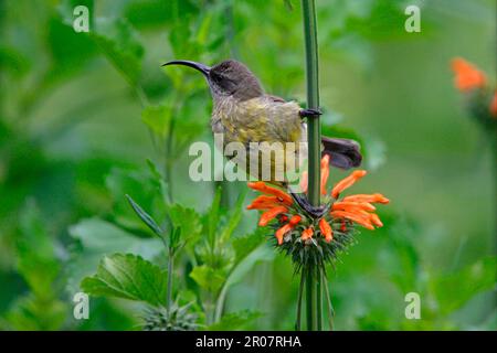 Lamperti, Rotbrust-Schinken, Rotbrust-Sonnenvogel (Chalcomitra senegalensis), Rotbrust-Sonnenvogel, Natal-Schinken, Rotbrust-Sonnenvogel Stockfoto