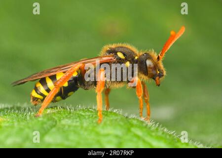 Kuckuckbiene, Kuckuckbiene, Biene, Bienen, andere Tiere, Insekten, Tiere, Nomadenbiene (Nomada sp.) Erwachsene, Ruhepause in Leicestershire, England, Großbritannien Stockfoto