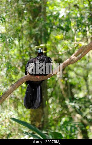 rotkehlchen-guan (Pipile cujubi), Erwachsener, hoch oben auf einem Ast, Iguazu N. P. Argentinien Stockfoto