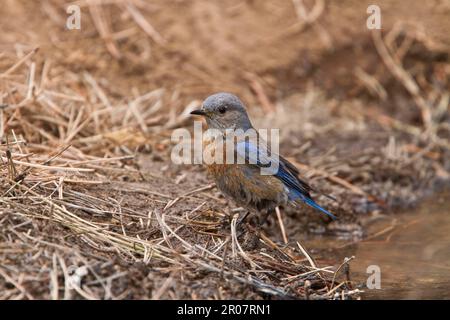 Westlicher Blauer Vogel, Blaue Vogel, Singvögel, Tiere, Vögel, Westliche Blauflossenvogel im Trinkbecken, Utah, USA Stockfoto