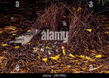 Großer Bowerbird (Chlamydera nuchalis), Graue Bowerbirds, Singvögel, Tiere, Vögel, Ein toller Bowerbird, männlich, der einer Frau in Bower, Australien, präsentiert wird Stockfoto