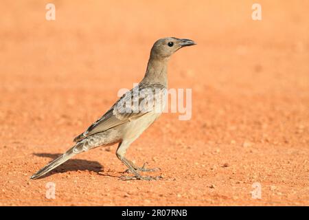 Großer Bowerbird (Chlamydera nuchalis), Graue Bowerbirds, Singvögel, Tiere, Vögel, Ein ausgewachsener Bowerbird, männlich, steht auf einer Feldstraße, Kakadu Stockfoto