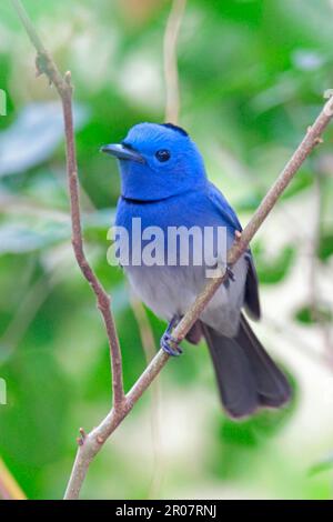 Schwarznackte Monarche (Hypothymis azurea), Schwarznackte Monarch, Singvögel, Tiere, Vögel, Schwarz genagelter Monarch, männlicher Erwachsener, auf einem Zweig in Hongkong Stockfoto