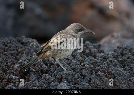 Macdonaldi, Hood Mockingbird (Nesomimus macdonaldi), Espanola Mockingbird, galapagos Mockingbird (Nesomimus parvulus), Espanola Mockingbirds Stockfoto