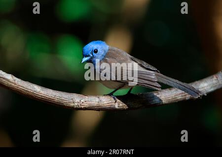 Schwarznackte Monarch (Hypothymis azurea styani), weiblich, auf dem Weinstiel, Kaeng Krachan N. P. Thailand Stockfoto