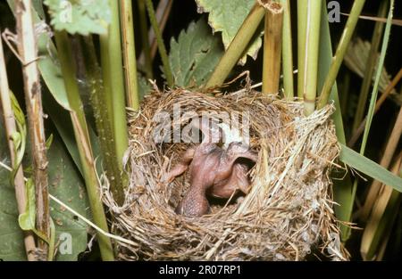 Junger gewöhnlicher Kuckuck (Cuculus canorus), der das Ei aus dem Reedwarbler-Nest Acrocephalus scirpaceus auswirft Stockfoto