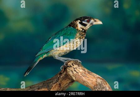 Bowerbird, Singvögel, Tiere, Vögel, gefleckter Schwarzohr-Katzenvogel (Ailuroedus melanotis) hoch oben Stockfoto