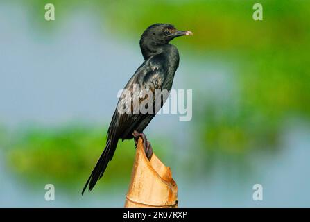 Kleiner Kormoran (Phalacrocorax niger), ausgewachsen, auf dem Pfahl am See, Vembanad See, Kumarakom, Kerala, Südindien Stockfoto