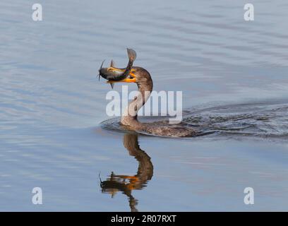 Doppel-Kammkormoran (Phalacrocorax auritus) juvenil, mit Welsbeute im Schnabel, Schwimmen, utricularia ochroleuca (U.) (U.) S.A. Stockfoto