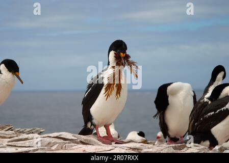 Imperial shag, King Cormorants (Phalacrocorax atriceps), Cormorants, Ruddy Feet, Animals, Birds, König Kormorant trägt Seegras als Nest Stockfoto