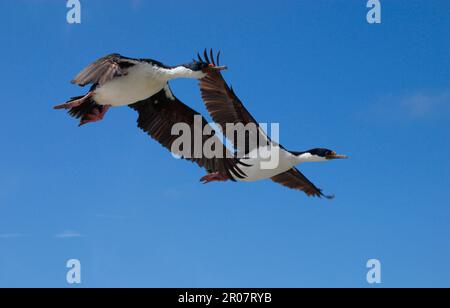 Kaiserfick, König Kormorane (Phalacrocorax atriceps), Kormorane, Ruddy-fußig, Tiere, Vögel, König Kormorane Paar fliegende Vögel Stockfoto