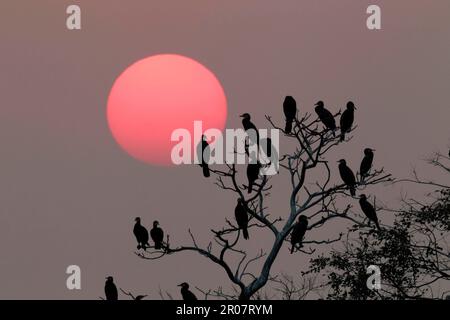 Herde des Großen Kormorans (Phalacrocorax carbo) in einem Baum, Silhouette bei Sonnenuntergang, Mai Po Naturschutzgebiet, Hongkong, China Stockfoto