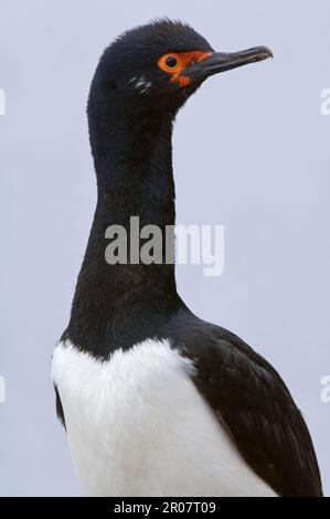 Rock-Shag (Phalacrocorax magellanicus), Erwachsener, Zuchthupfer, Nahaufnahme von Kopf und Hals, Pebble Island, West Falklands Stockfoto